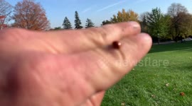 Amazing ladybug taking off in slow-motion