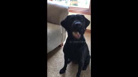Waylon the Labrador regrets decision to eat tennis ball fuzz