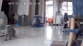 Several pets frightened by loud explosion caused by gas leak in north China
