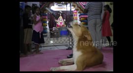 Devotees stunned by 'saintly' dog that prays daily at Hindu temple