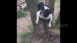 French bulldog gets stuck in a tree during hurdle training session