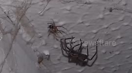 False Widow Spider eats Giant house spider
