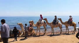 Camel Crush On Female Tourist Beahc View Trip