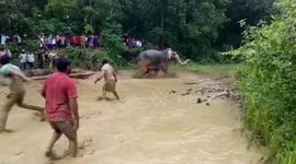 Rescuers save elephant stuck in flooded pit after two-hour operation in eastern India