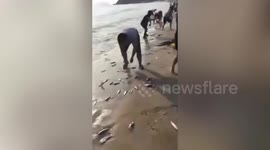 Beach-goers collect hundreds of fish that washed up in southern China