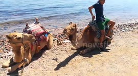 Italian Tourists Camel Ride Dahab Water view