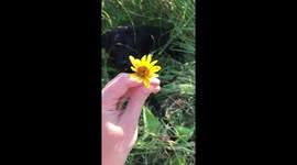 Black puppy eats flower