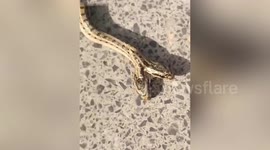 Rare two-head snake caught by Chinese villager
