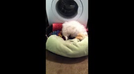 Mindy ghost digging, our cavachon at 1 year old, digging for a ghost