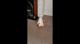 Mindy our Cavachon, doing her thing to Tiger. She does this everytime we come home from a walk or shops