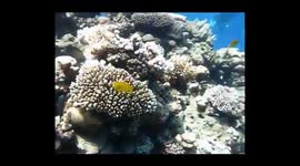 Diving in Sharm El-Sheikh