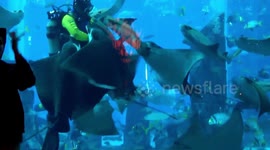 Diver feeding fish at Dubai aquarium gets mobbed by hungry stingrays