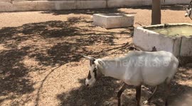 Scimitar-horned Oryx