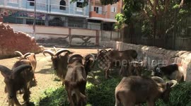 Barbary Sheep in the Zoo