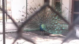 Fabulous Indian Peafowl