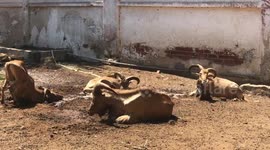 Barbary Sheep Taking Sand Bath