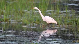 Egret walking so slow