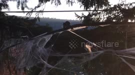 Squirrel vs webbing