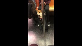 This Shiba Inu dog is VERY sleepy