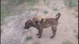 Dog helps lost monkey find its mother by bringing him to Indian police