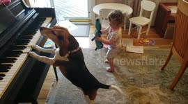 Rescue dog Buddy Mercury plays piano while his little sister dances nearby