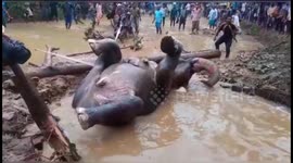 Rescuers save elephant stuck in flooded pit after two-hour operation in eastern India