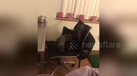 Adorable pup fails massively attempting to jump onto bed