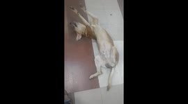 Dog sleeping in funny way