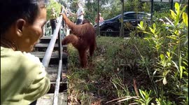 Wild orangutan spotted casually walking by tourists in Borneo