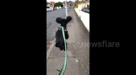 Adorable moment dog bounces with joy during walk in Scotland