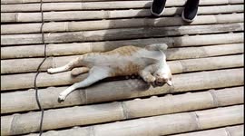 Hilarious footage of cat 'sunbathing'