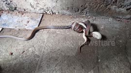 Sunbeam snake eats radiated rat snake in Thailand