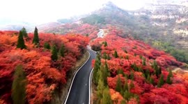 Stunning drone footage of red-leaved trees surrounding winding road in China