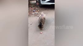 Stray cat gives only piece of meat she can find to her kitten