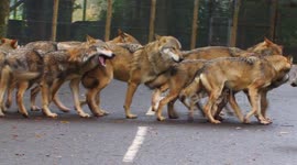Wolves at a safari park have started HOWLING at the weekly fire alarm test - because they think it's a rival pack