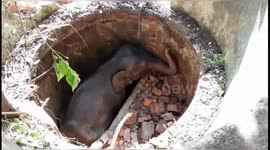 Young wild elephant rescued from well in northeastern India