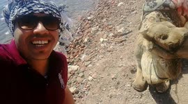 Tourist Fun Smile With Camel Dahab Egypt