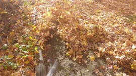 Loud noisy leaf blower making quick work of those Autumn leaves before the rain in Toronto today