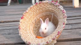 A cute white bunny rabbit in a hat eating a carrot