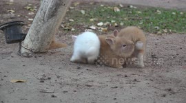 Naughty duck tries to steal a carrot form these adorable bunnies, but fails.