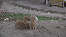 A cute bunny rabbit washes his face, just like a cat would do.
