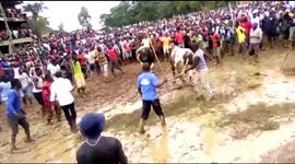 Man knocked down by a bull