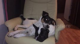 Dog licking other dog's ear