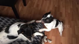 Playfighting dogs