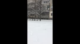 French bulldog plows through snow