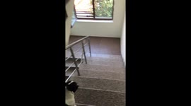 French bulldog slams into a wall going down the stairs