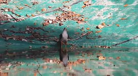 A Bicolored Hawk drinks water on an Artificial Water Reserve