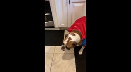 When your dog wants to go trick or treating with the kids.