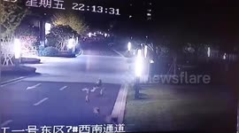 Family of wild boars rampages into Chinese residential community