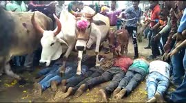 Devout villagers in India allow cattle to trample over them for weird Hindu ritual